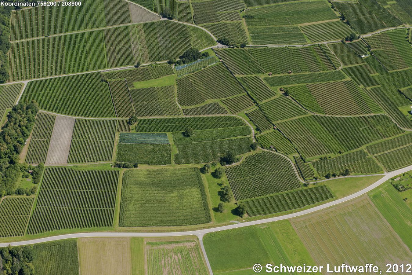 'Bündner Herrschaft' : Detailaufnahme der knapp 110 ha bewirtschafteten Rebfläche von Maienfeld (grösste Weinbaugemeinde Graubündens). Weinbau ist der wichtigste Wirtschaftszweig: Blauburgunder (Pinot Noir), Riesling-Silvaner, Weissburgunder (Pinot Blanc), Chardonnay, Grauburgunder (Pinot Gris).